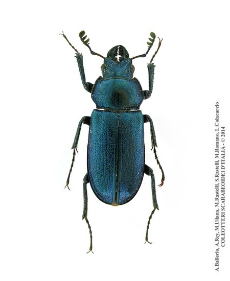 Platycerus caraboides, maschio 